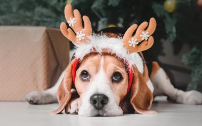 A Dog’s Christmas Wish List