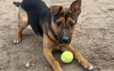 National Parvo Awareness Day