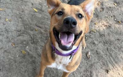 International Pooper Scooper Week