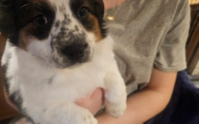 Is your dog showing signs that they’re nervous?