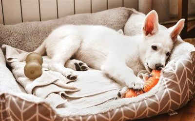 Bringing a New Pet Into Your Family