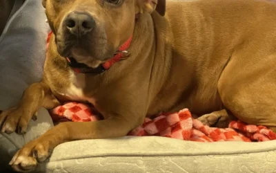 Pittie Propaganda and why you Shouldn’t Believe It