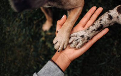 Caring for your Pups Paws