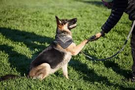 Different Tricks you can Teach your Pup!